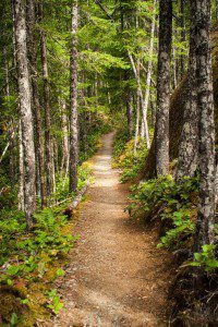 Forest path