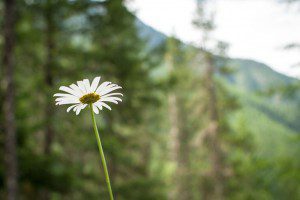 Pretty flower