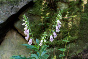 Wildflowers