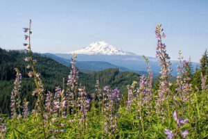 Mt. Rainier