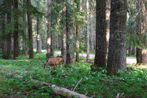 Delicious woodland treats