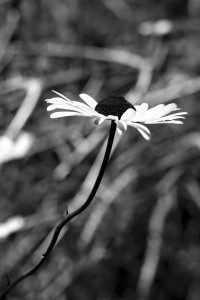 Daisy in a field