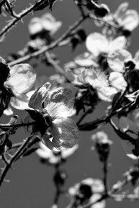 Back-lit flowers at noon