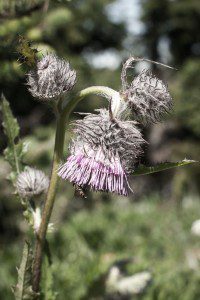 This is a Thistle