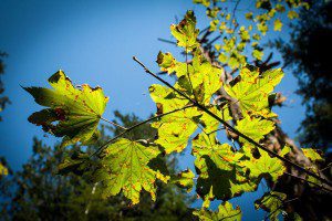 Leaves in the sun