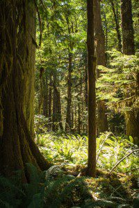 Lake Cushman hiking