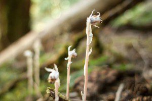 No idea what these are. I'll call them "ghost flowers"