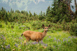 Deer at Hurricane Ridge