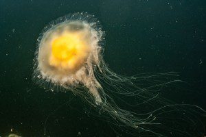 Jellyfish at Bremerton Marina