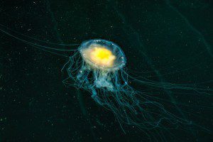 Jellyfish at the marina