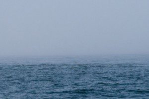 Pod of Pacific Porpoise. So cute and little.