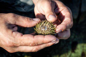 Randy found a sea urchin!