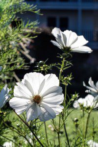 More flowers