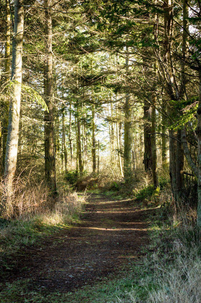 Path through the trees