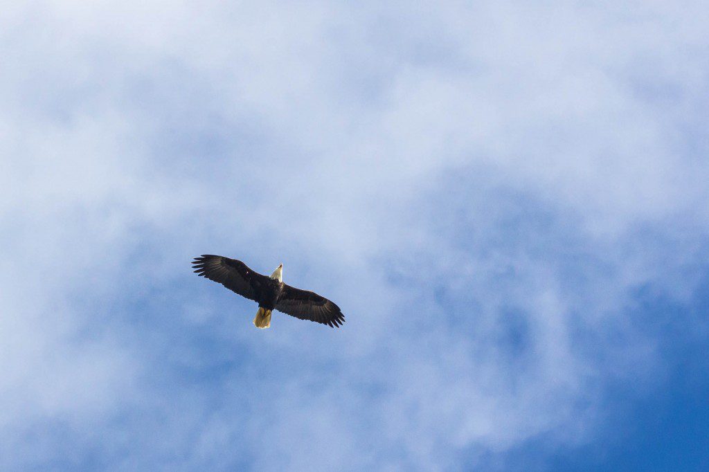 Bald eagle