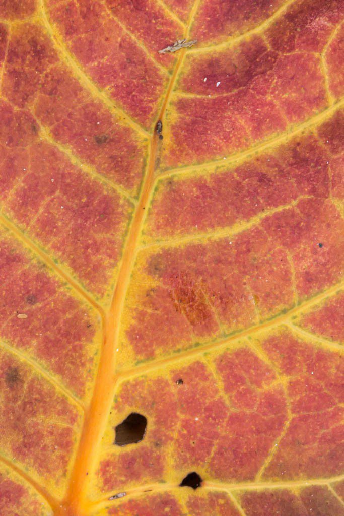 Colorful leaf