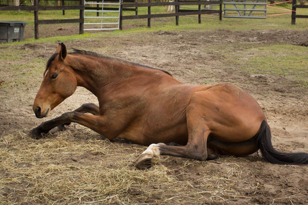 Horses always look so hilarious when they're laying down. 