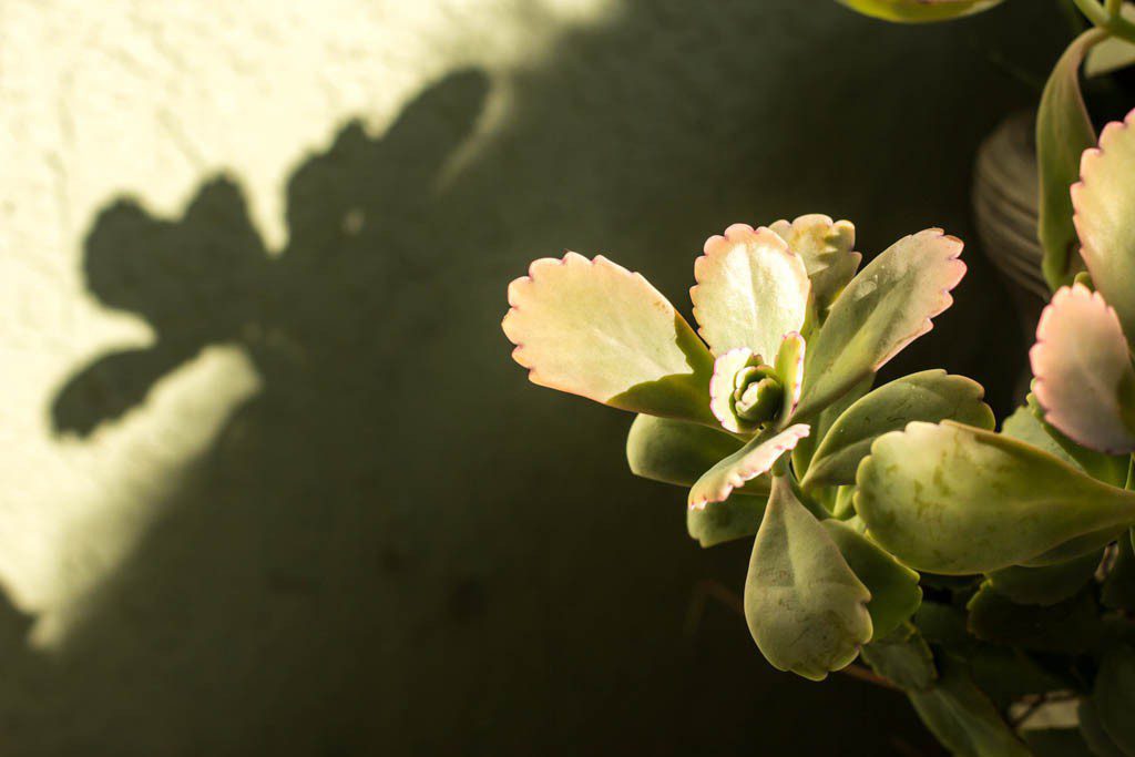 Lovely lighting on a plant on the patio.