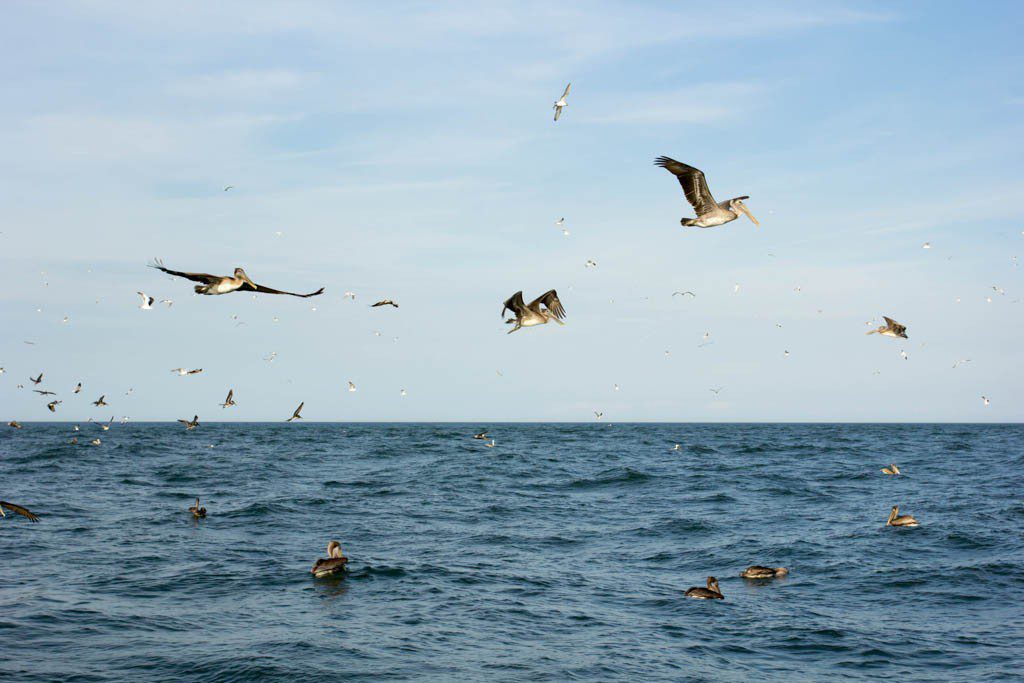 There was a huge swarm of birds at the surface so we drove over to investigate.