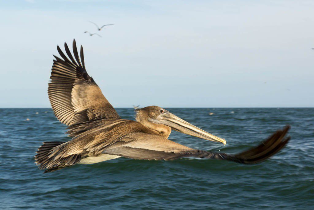 these were all taken with my wide angle lens. I got lucky that they flew so close to the boat. The fact that we had tiny fish on hooks may have piqued their interest....