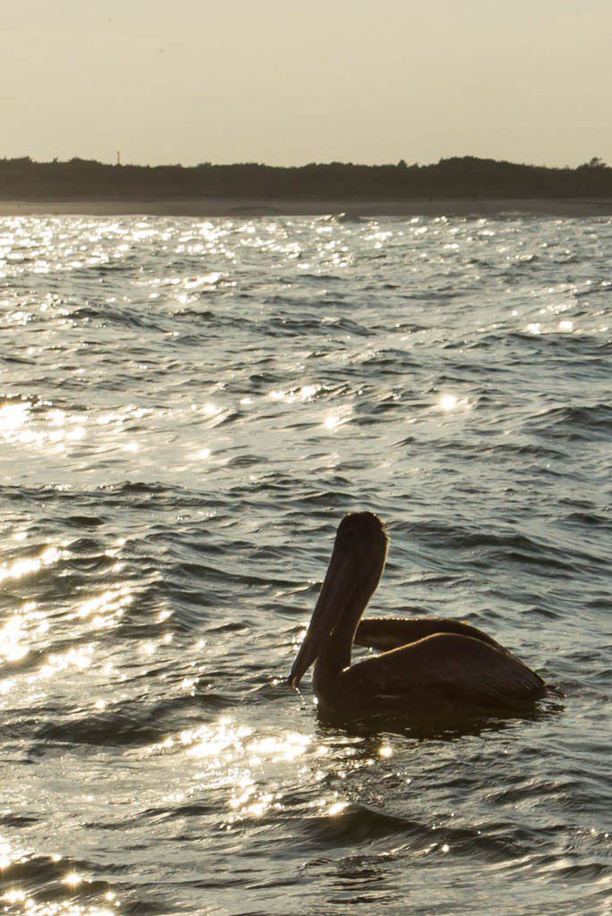 Didn't catch anything, but I got a lot of good shots of the pelicans. 