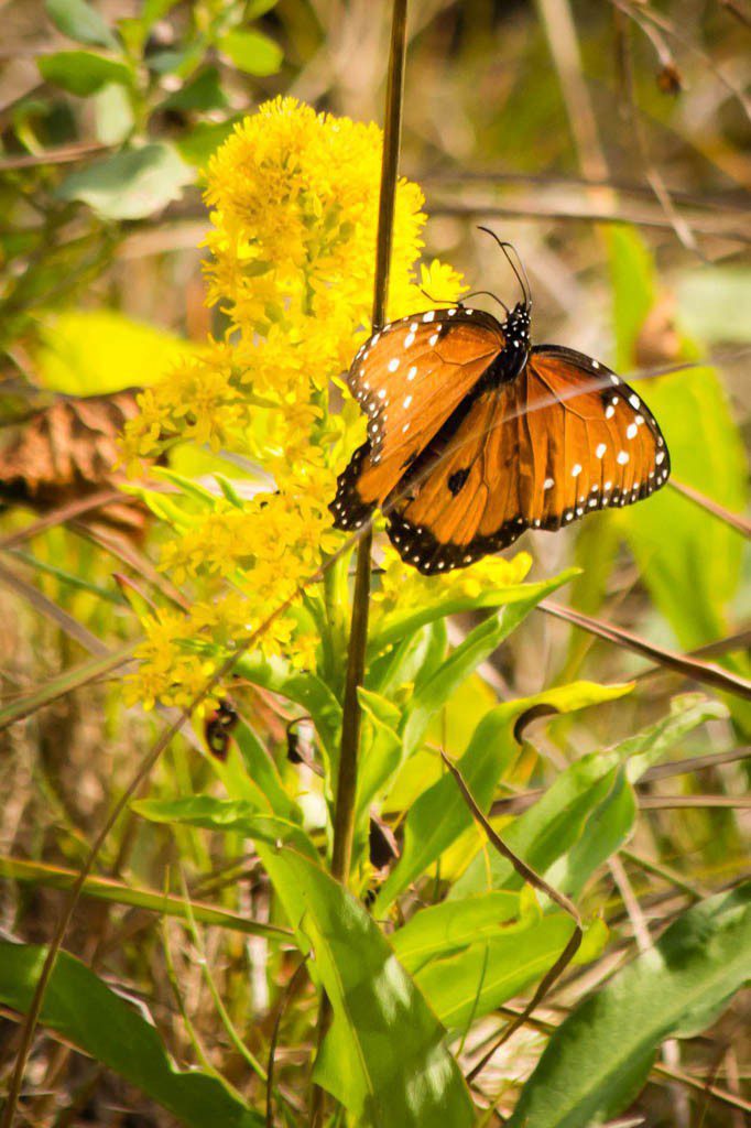 Butterfly.  I love using my zoom sometimes...