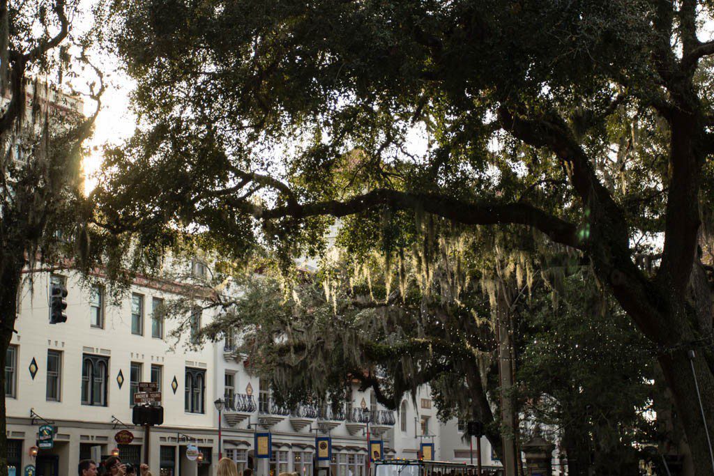 Light through the Spanish moss