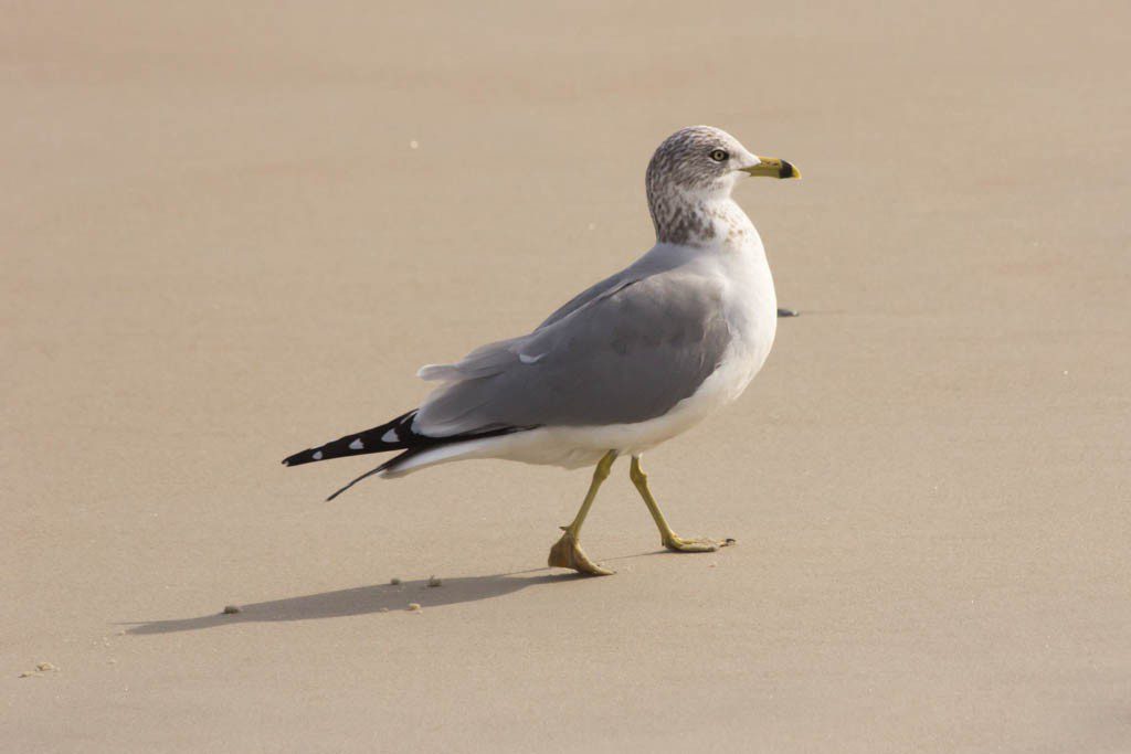 Seagull.  Sadly enough they're smarter than the other birds here.