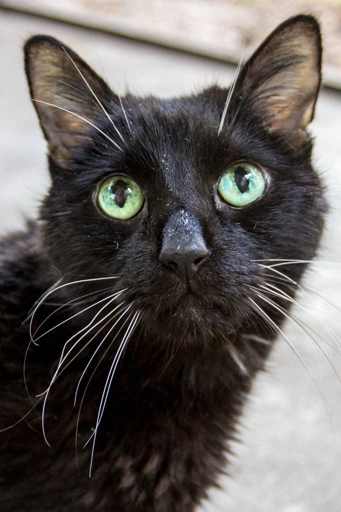 He's a very distinguished older gentleman. I have managed to sneak in a pet or two in between getting hissed at. ;)