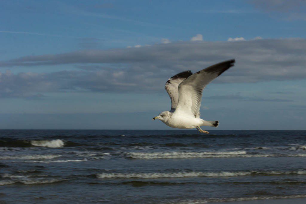 Managed to get a seagull flying