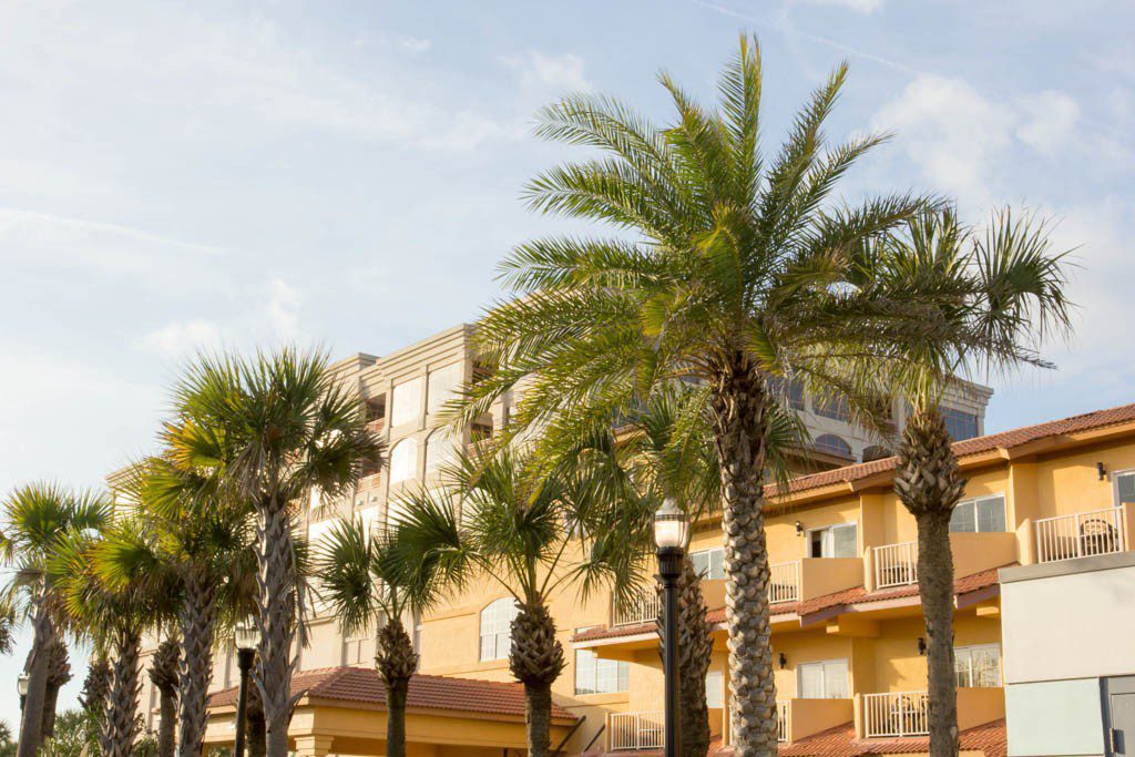 Hotel and palm trees