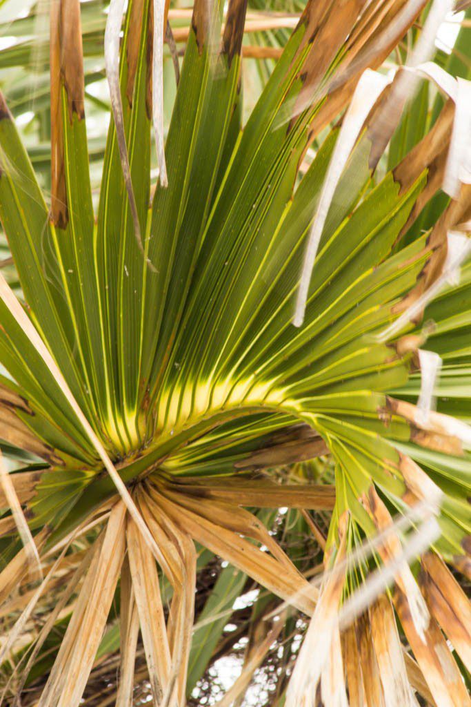 Palm frond.