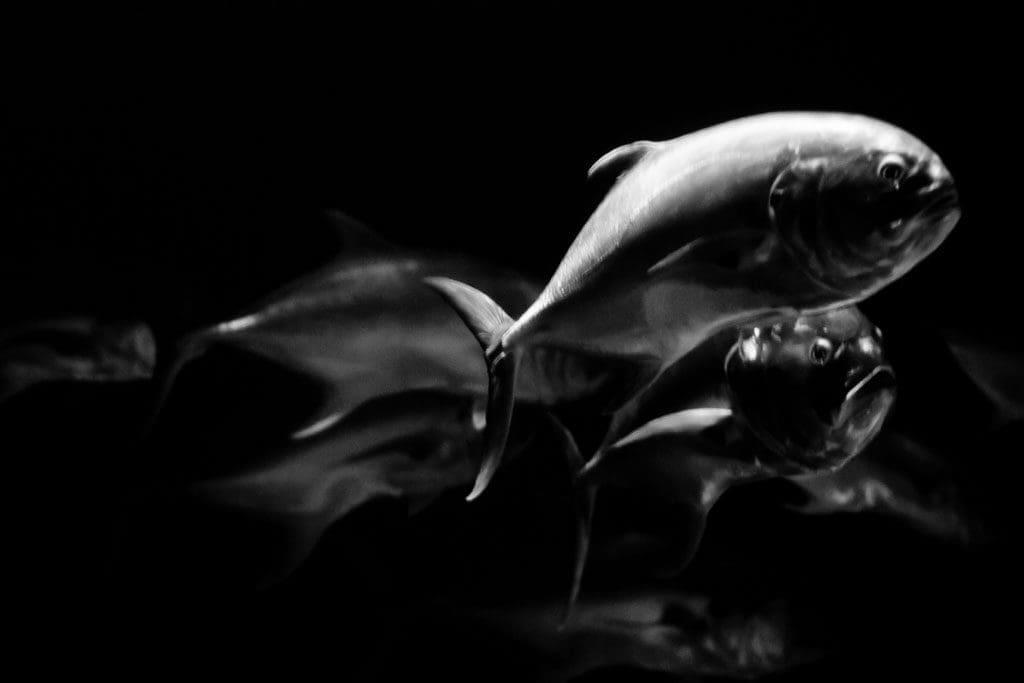 The sharks have it figured out...these do look tasty.