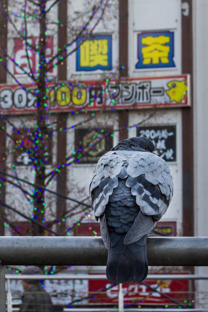 Angry pigeon in front of colorful Kanji and lights. 