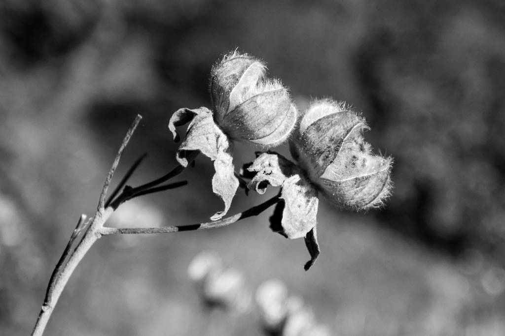 Poofy plants