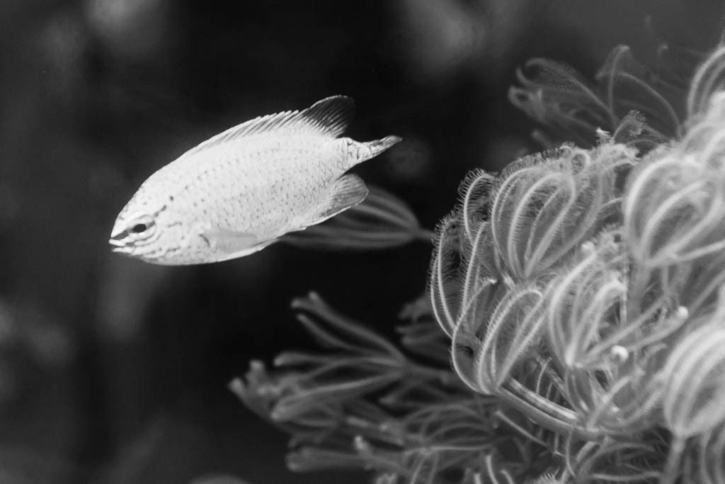 This little guy was swimming around in a shop window under a black light.