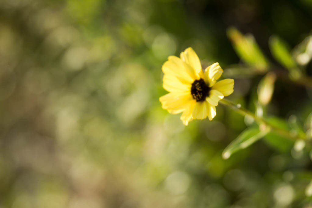 Yellow flower. This is just me playing with my new lens.