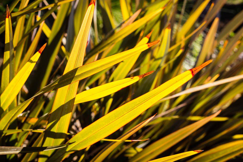 Backlit grass