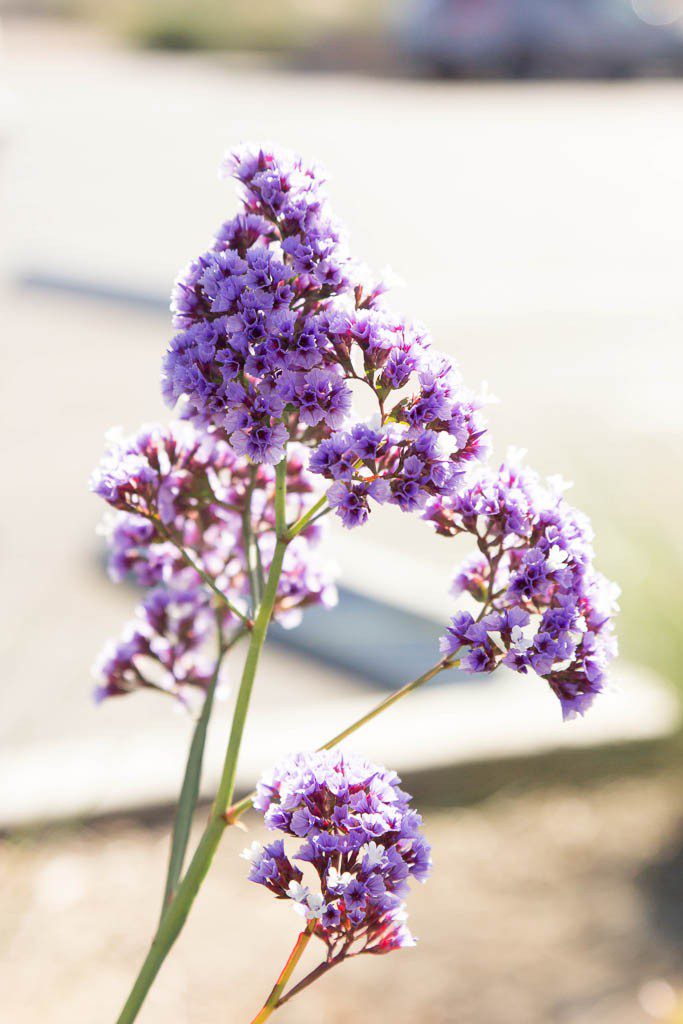 Pretty purple flowers