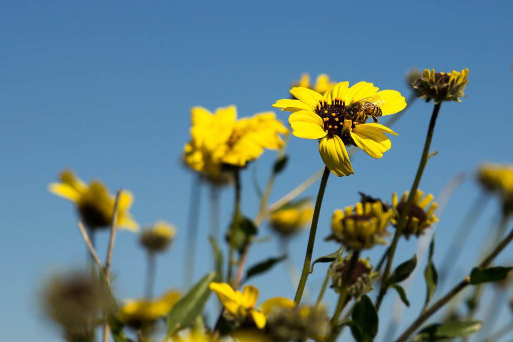 Yellow and blue