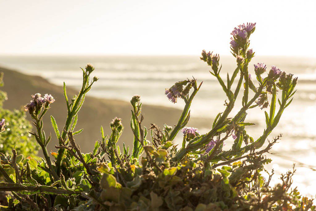 Flowers at sunset