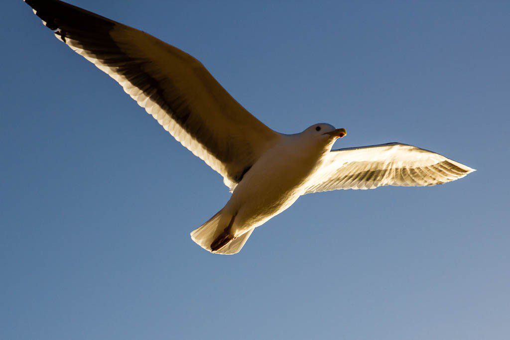 Seagull flyby