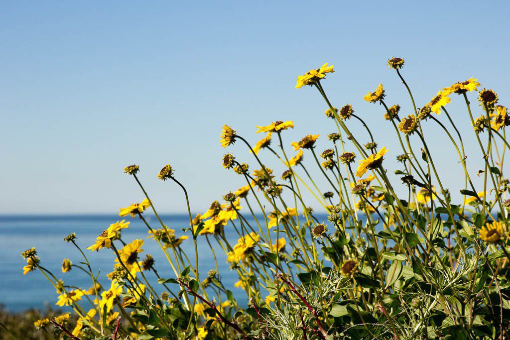 Tons of yellow flowers