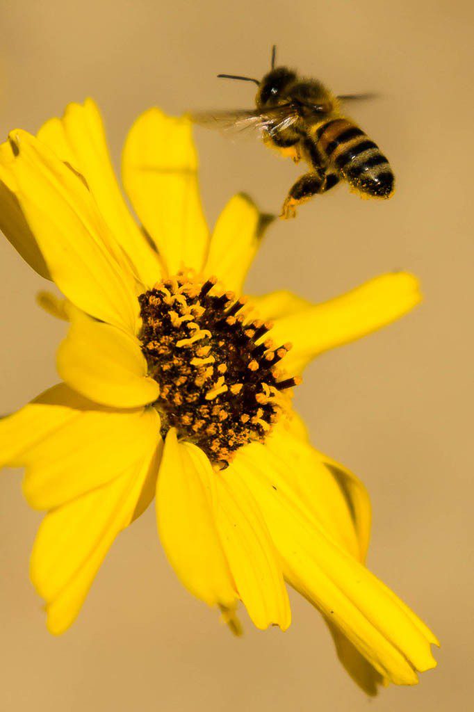 Pollinate!