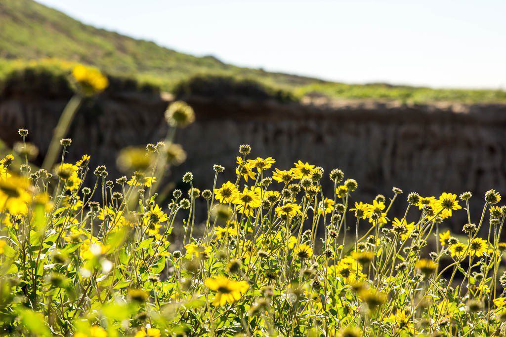 More yellow flowers