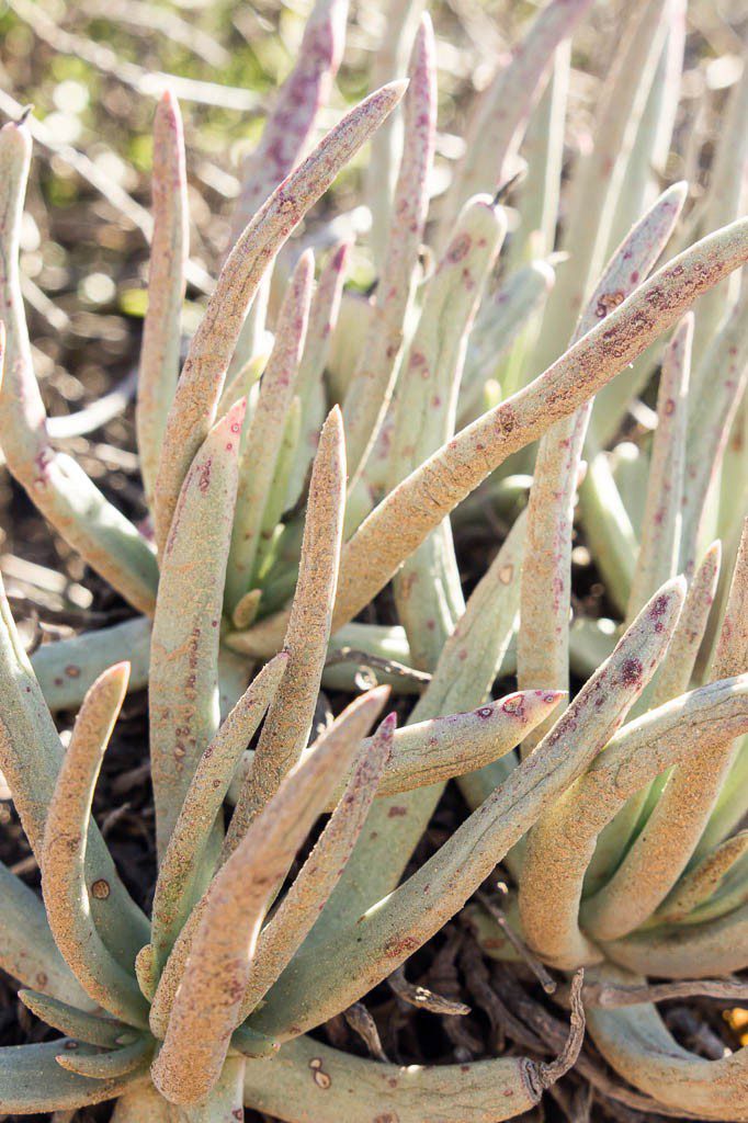 Beach plant