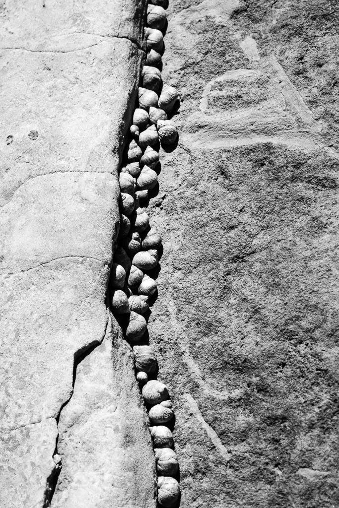 Row of snails in the rocks