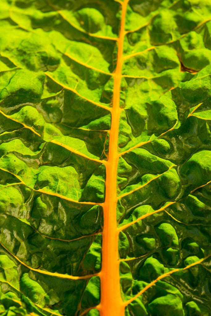 Some leafy vegetable. Rhubarb?