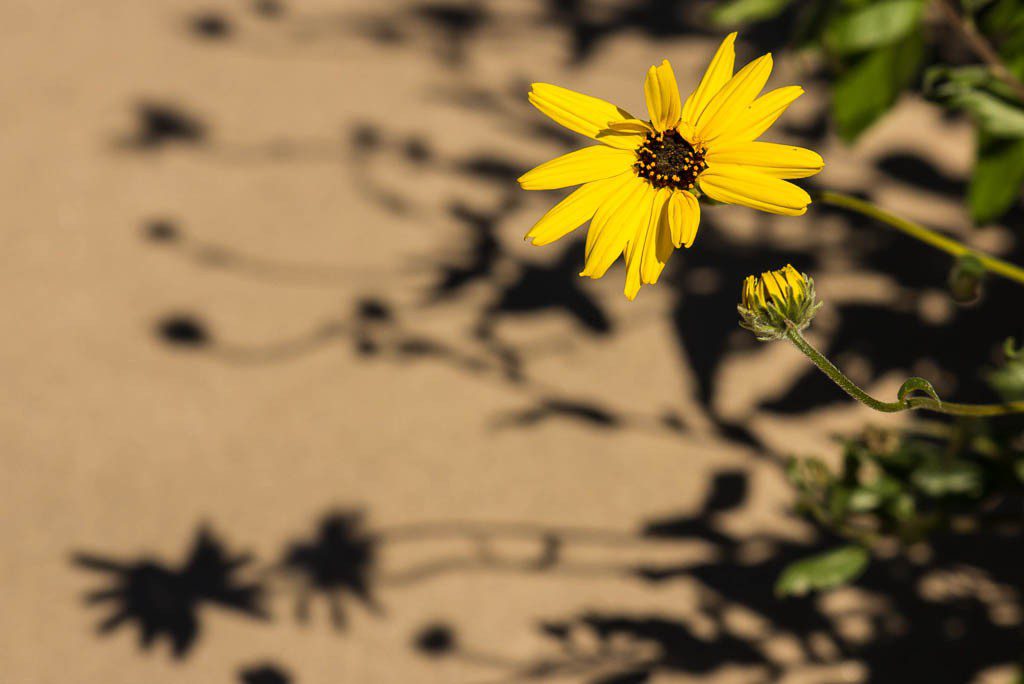 Flower with shadows