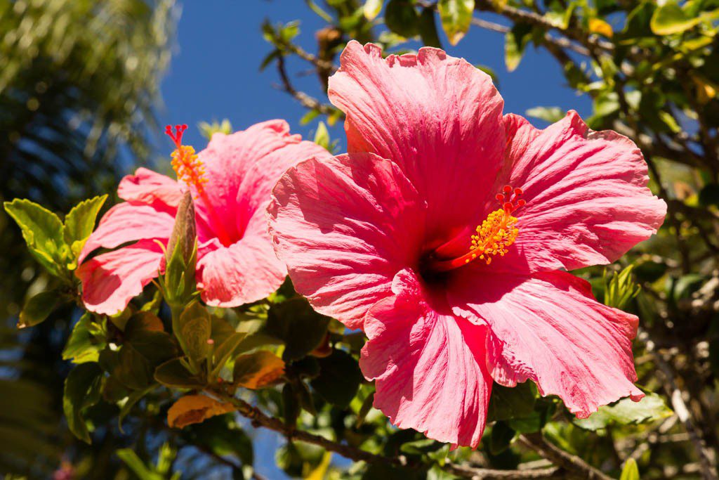 Colorful pink hibiscus